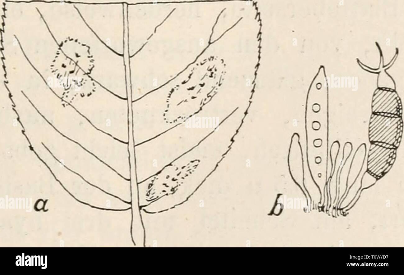 Dr L Rabenhorst's Kryptogamen-Flora von Dr. L. Rabenhorst's Kryptogamen-Flora von Deutschland, Oesterreich und der Schweiz  drlrabenhorstskr0107rabe Year: 1903  Pestalozzia 685 Cameil ia 4557. P. Karsteiiii Sacc. et Sydow, Syll. XIY. p. 1030. Syn. Pestalozzia inquinans Karst, in Hedwigia 1891, p. 301. Sacc, Syll.X.p.487. Sporenlager auf der Blattoberseite, in einem kreisrunden, ver- blichenen, dunkelbraun gerandeten, 1,5 cm breiten Flecken sitzend, hervorbrechend-oberflächlich, fast kugelig, eiförmig oder stielrund- verlängert, punktförmig, das Substrat schwarz befleckend; Sporen verlängert -  Stock Photo