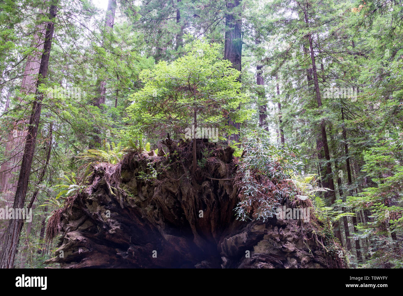 Tree growing out of the roots of a fallen tree in Humboldt Redwoods State Park in California Stock Photo