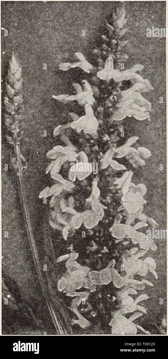Dreer's garden book  Henry Dreer's garden book / Henry A. Dreer.  dreersgardenbook1931dree Year:   HARDY PERENNIAL PLANTS Saxifraga—Megasea These will thrive in any kind of soil and in any position. They grow about 1 foot high and are admirable for the front of the border or shrubbery, forming masses of handsome, broad, deep green foliage which alone renders them useful, while the pretty rose-pink flowers appear very early in the spring. Cordifolia. Light pink. Crassifolia. Rosy pink. Either one: 35c each; $3.50 per doz.; $25.00 per 100. Saxifraga for the Rock Garden Aizoon balcana. Clusters o Stock Photo