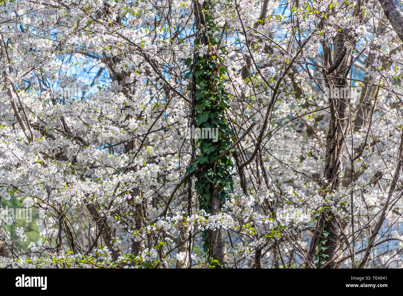 English ivy climbing a tree trunk amidst white cherry tree blossoms on a beautiful spring day in Metro Atlanta, Georgia. (USA) Stock Photo