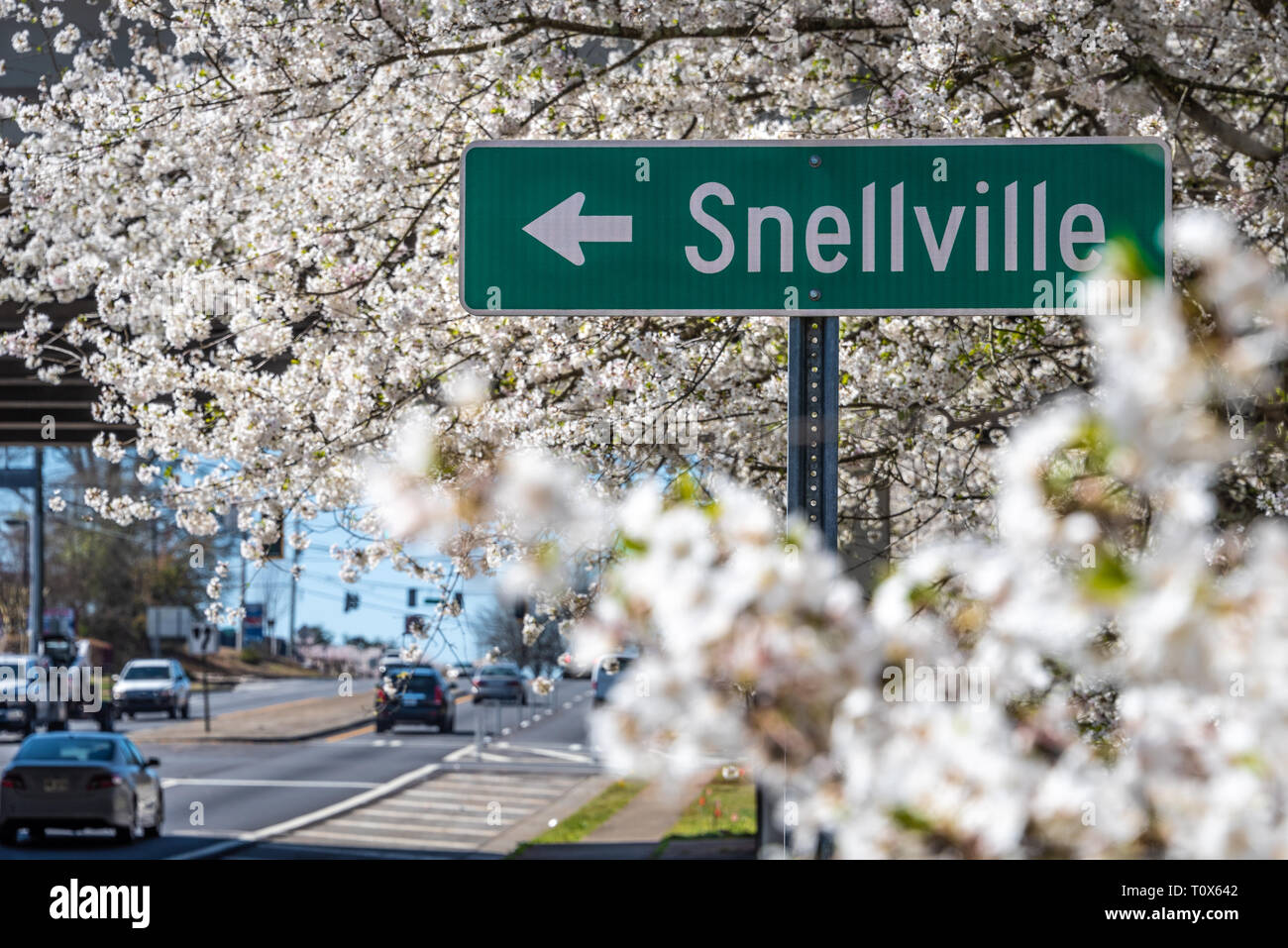 White blossoming cherry trees in full bloom on a beautiful spring day in Metro Atlanta, Georgia. (USA) Stock Photo