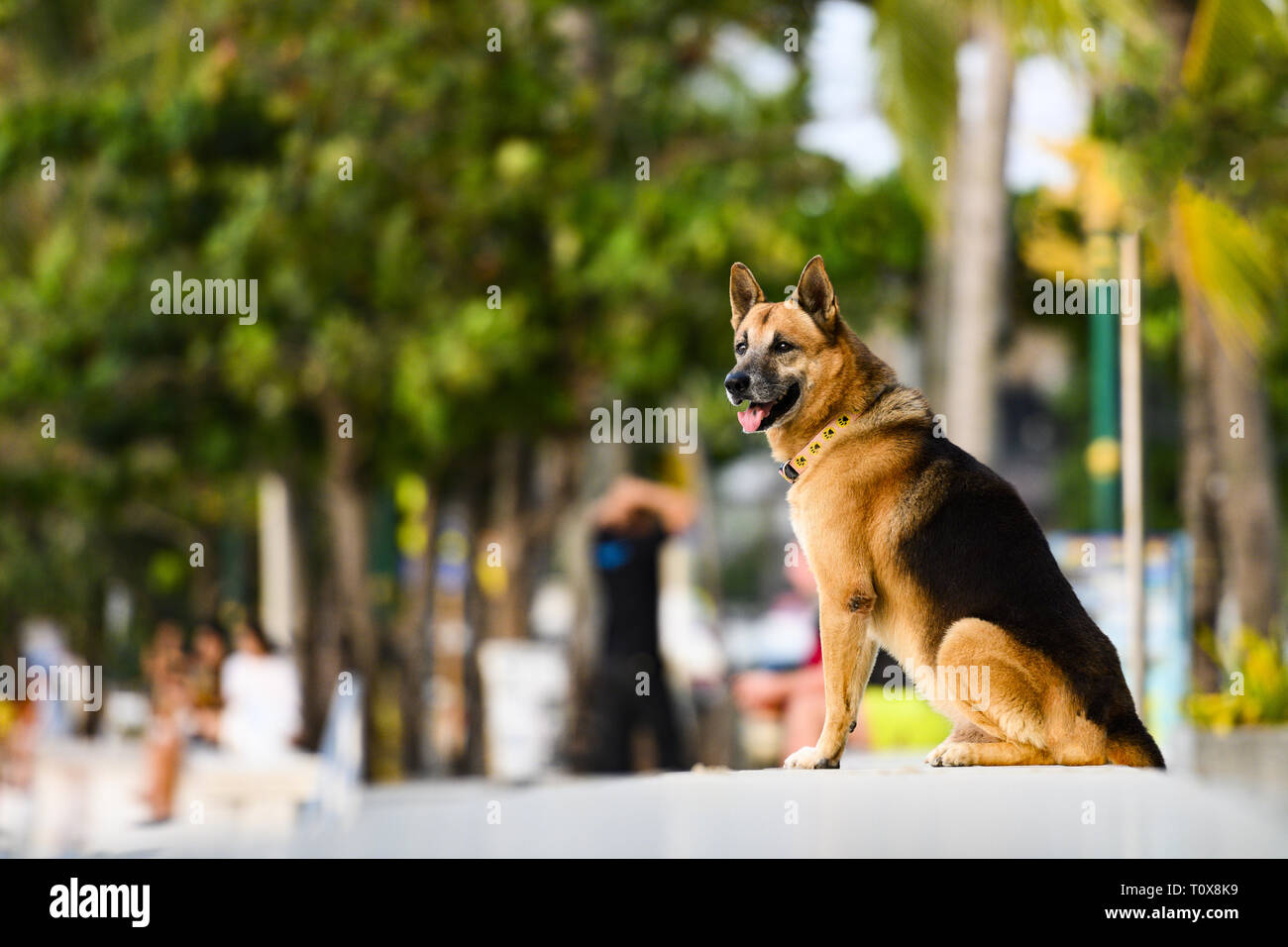 A cute German Shepherd Dog is sitting admiring the sunset on Patong waterfront. The German Shepherd is a breed of medium to large-sized working dog. Stock Photo