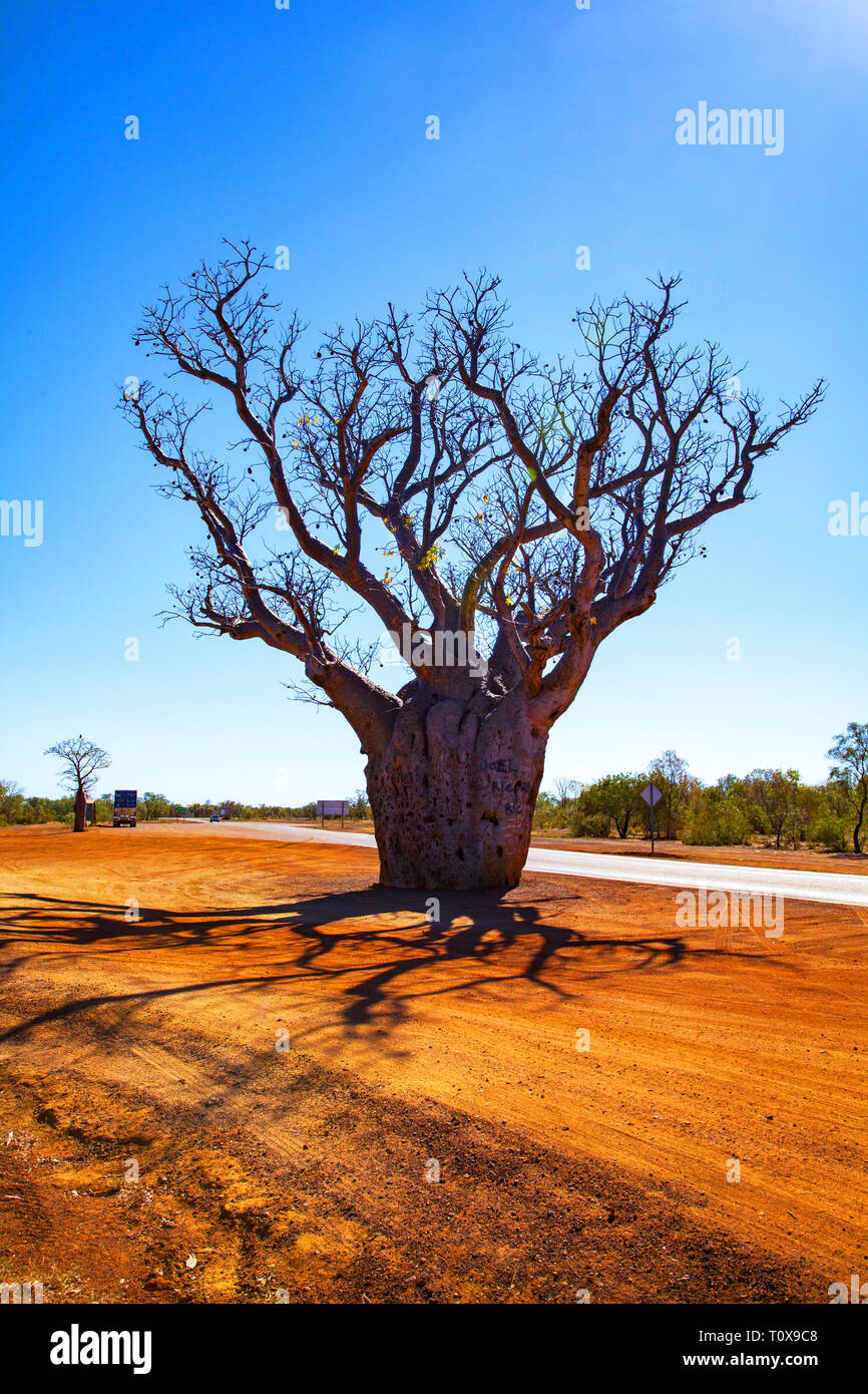 The Kimberley, Derby: The Boab tree (Adansonia gregorii) of the Kimberely is an imposing sight in the landscape. Stock Photo