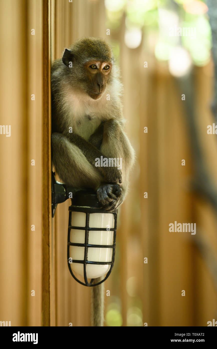 Scared monkey hires stock photography and images Alamy