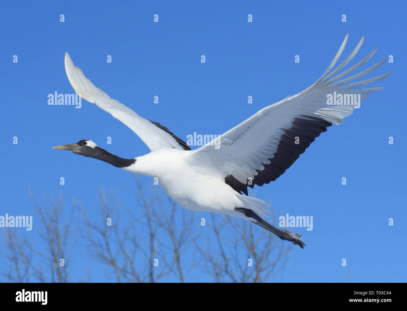 Red-crowned Crane (Grus japonensis) flying Stock Photo