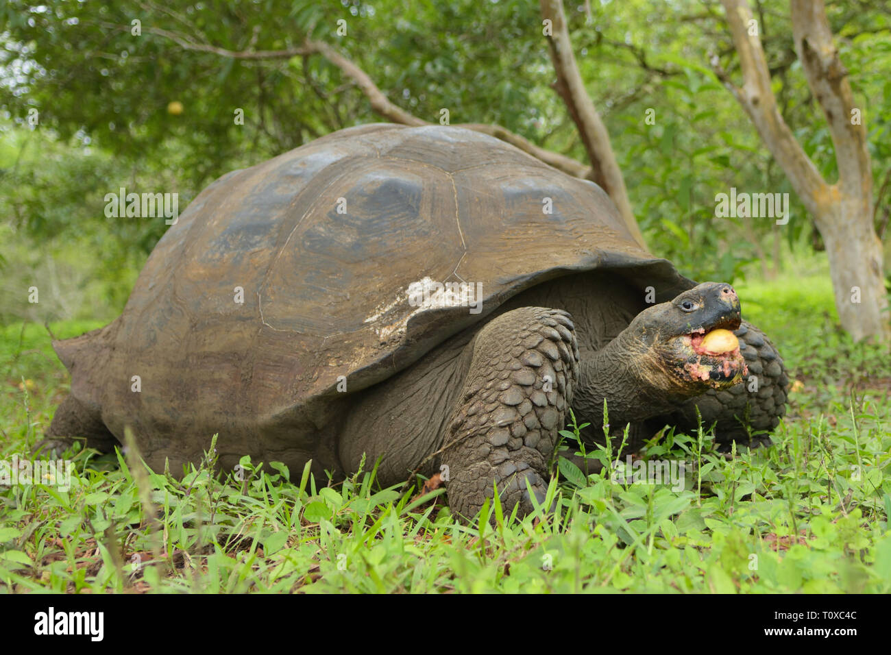 Giant Tortoise (Chelonoidis porteri) eating guava fruit Stock Photo Alamy