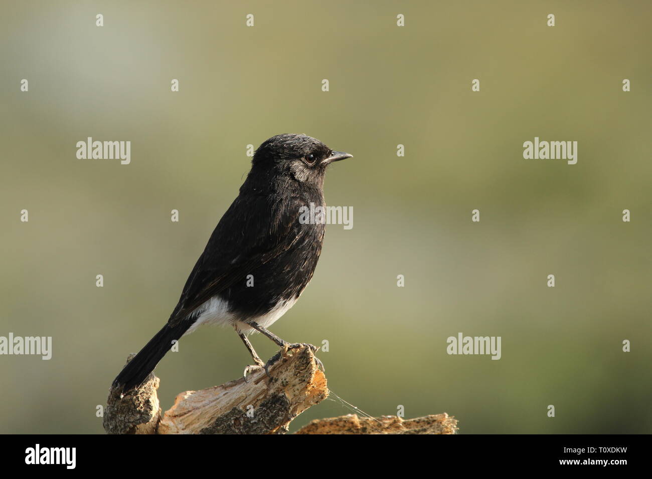 Pied bush chat male in Keoladeo Ghana National Park, Bharatpur Stock Photo