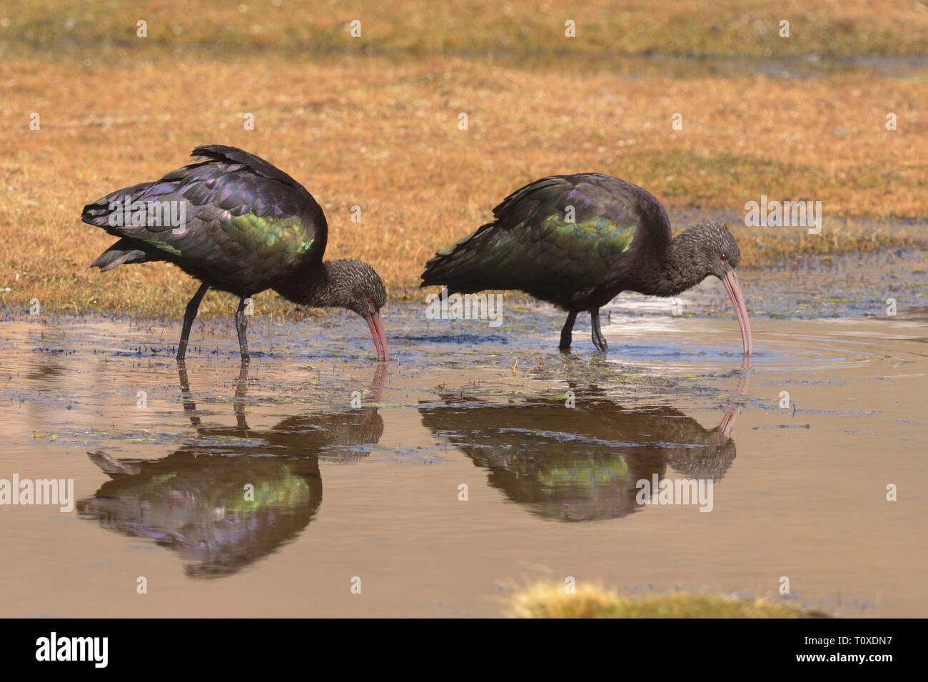 Pair of Puna Ibis (Plegadis ridgwayi) feeding in and Andes Mountain pool. Stock Photo