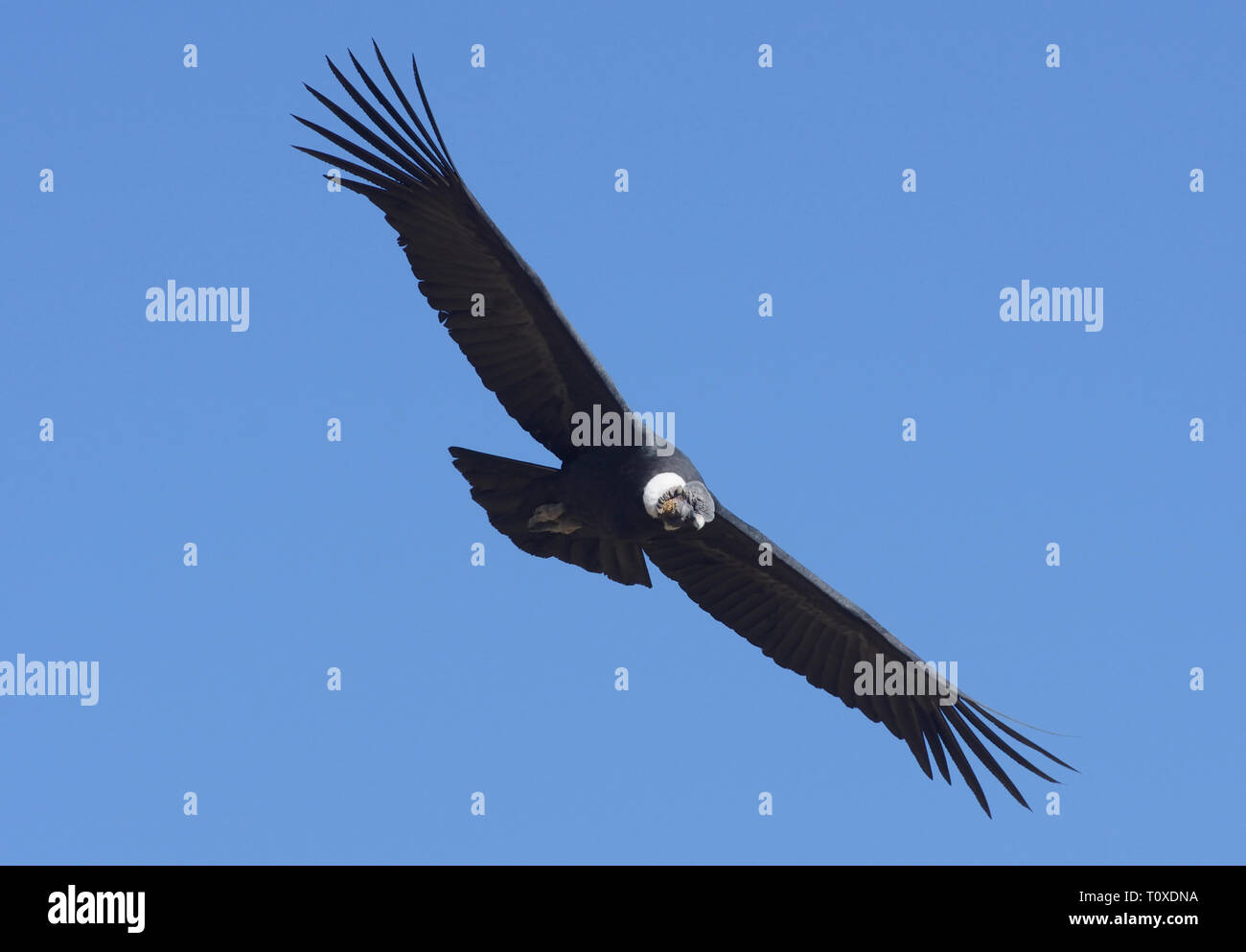 Adult male Andean Condor (Vultur gryphus) soaring over Colca Canyon Stock Photo