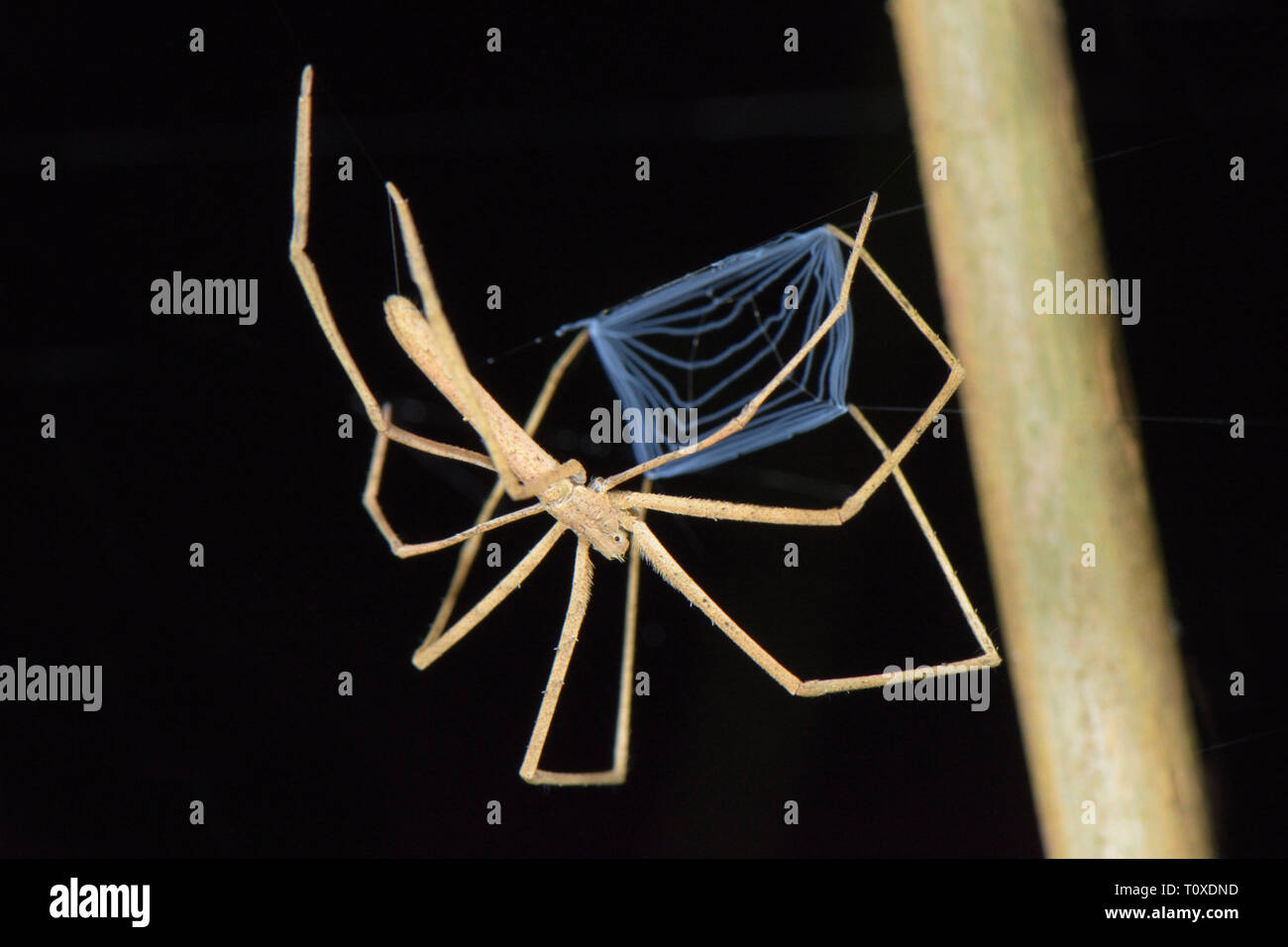 Net-casting Spider (Deinopidae sp.) in the Amazon rainforest Stock Photo