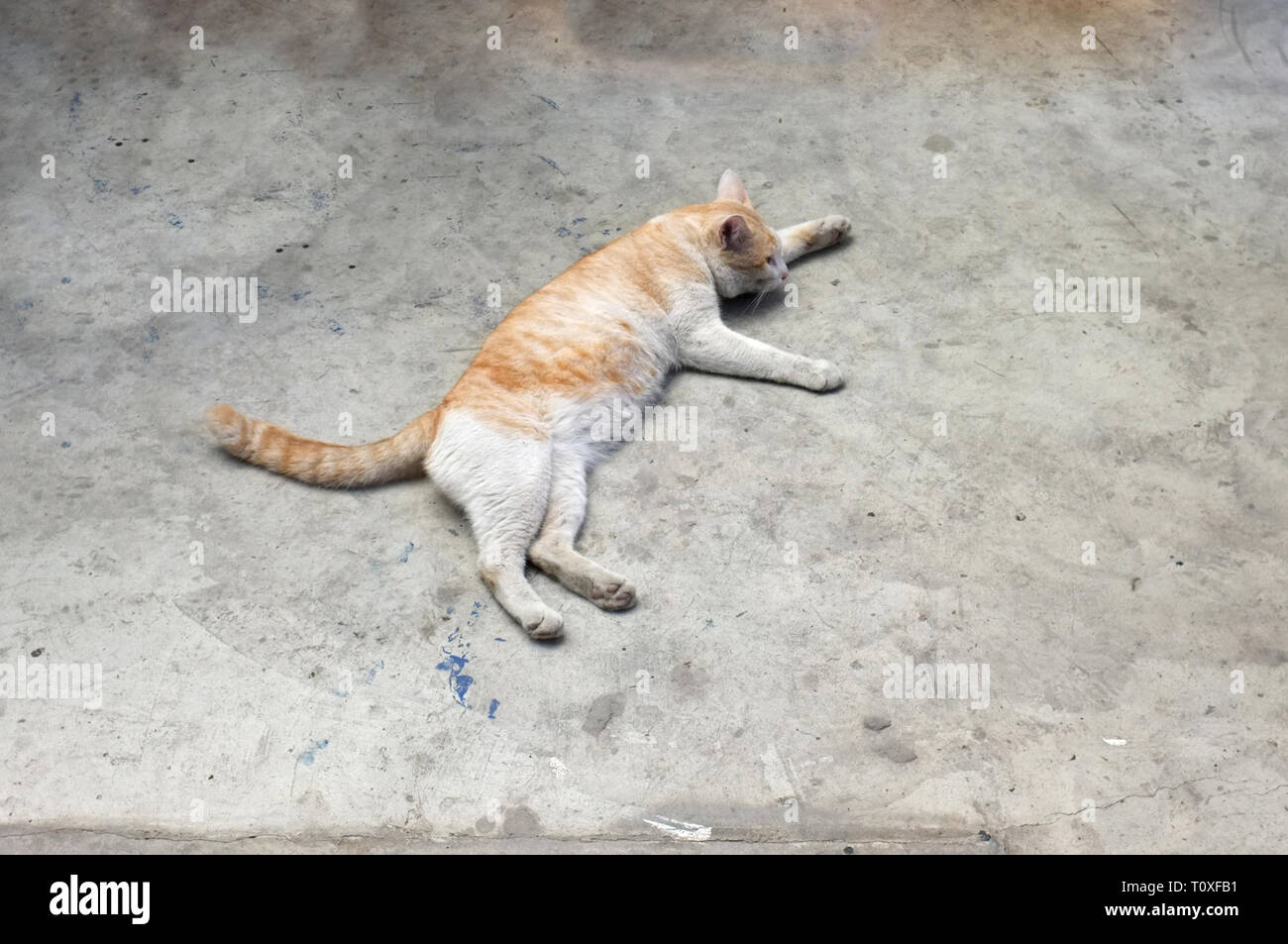 Cute sleeping cat on floor concept of calm and cozy comfort of pet