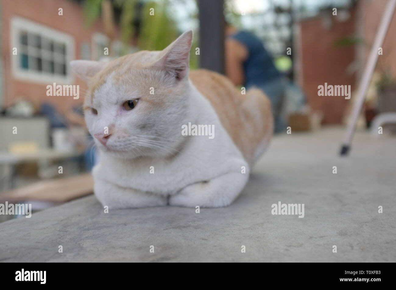 Cute sleeping cat on floor concept of calm and cozy comfort of pet