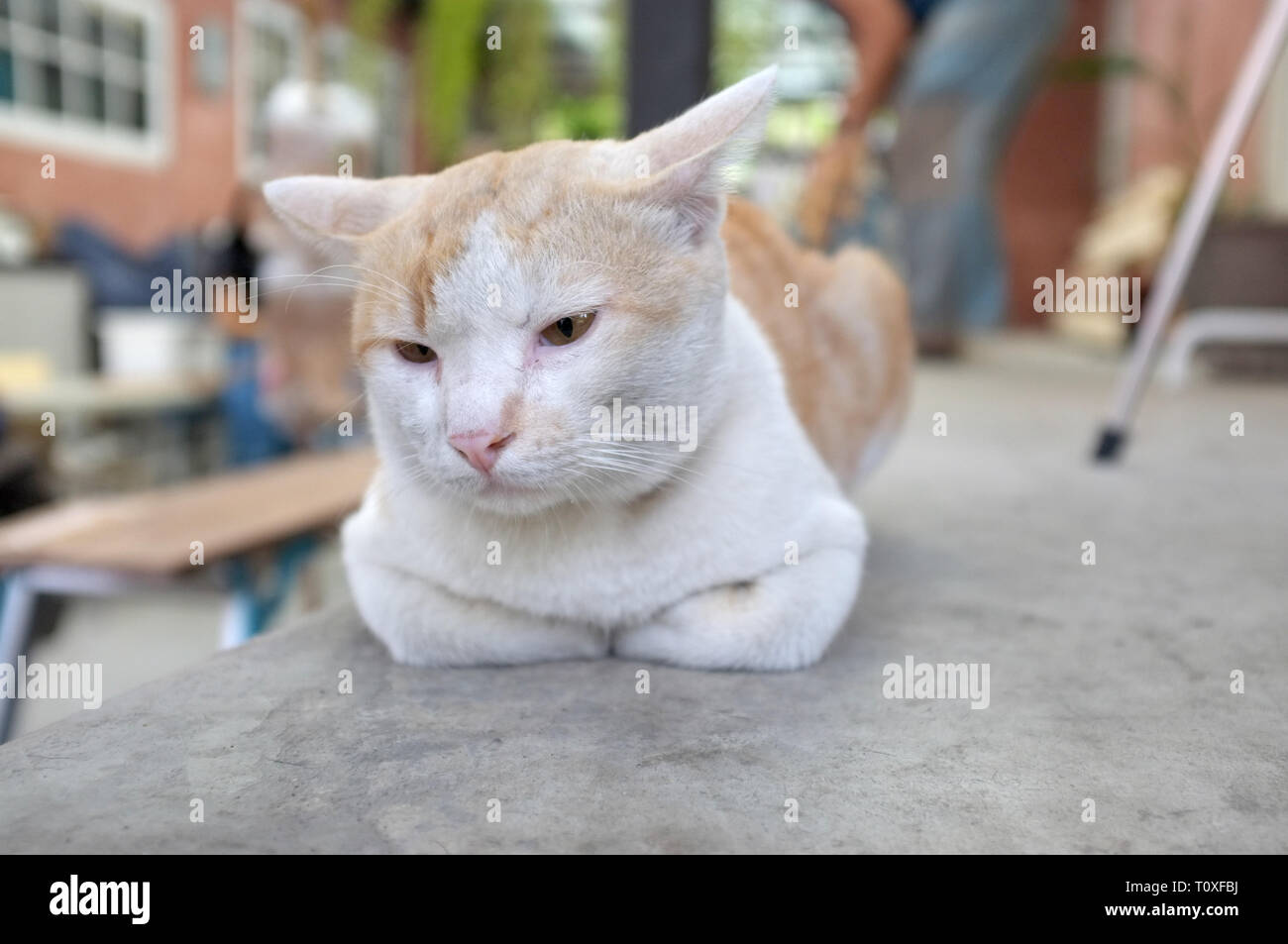 Cute sleeping cat on floor concept of calm and cozy comfort of pet
