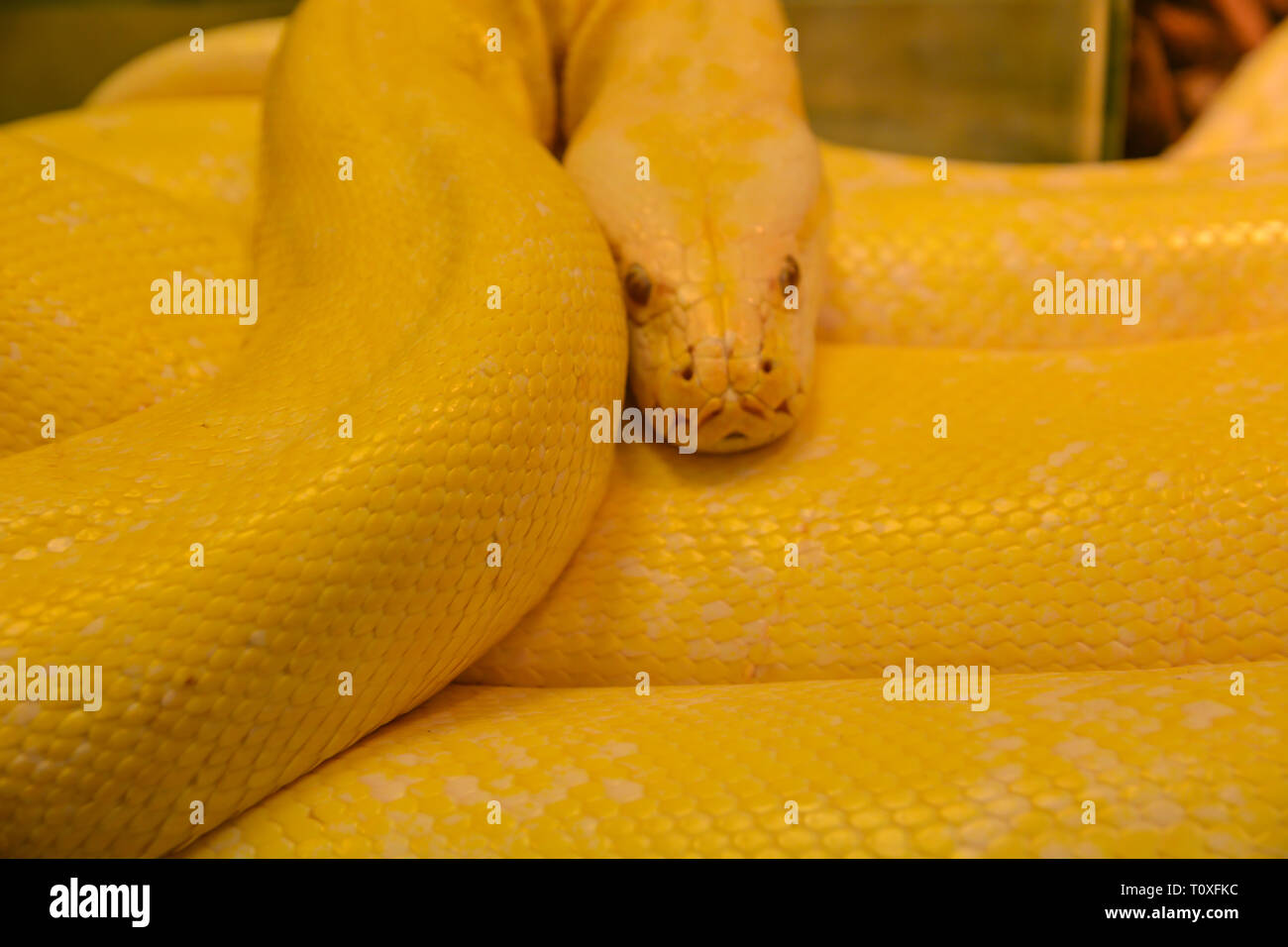 Close up golden yellow python. Danger snake Stock Photo - Alamy