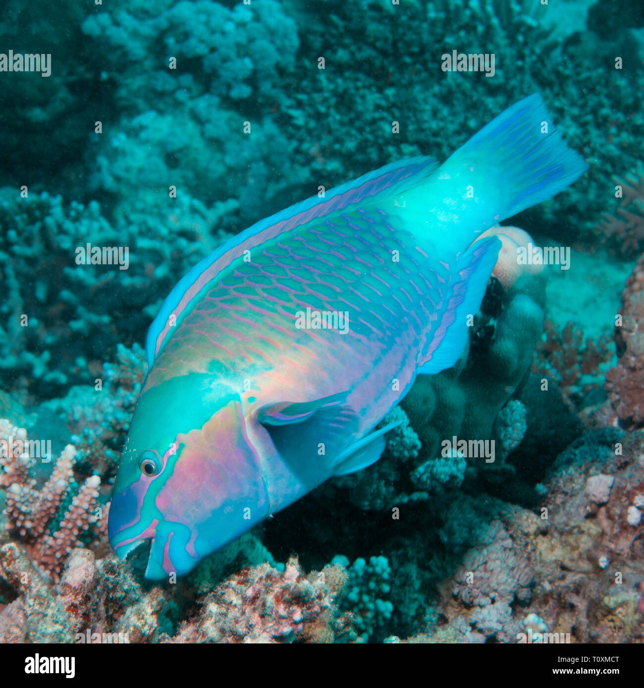Parrotfish eating coral on a reef in the Red Sea, Egypt Stock Photo