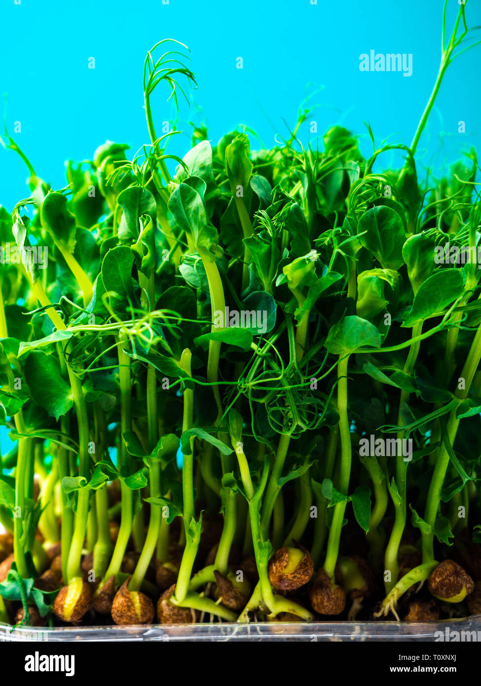 Pea Plant Roots High Resolution Stock Photography and Images Alamy