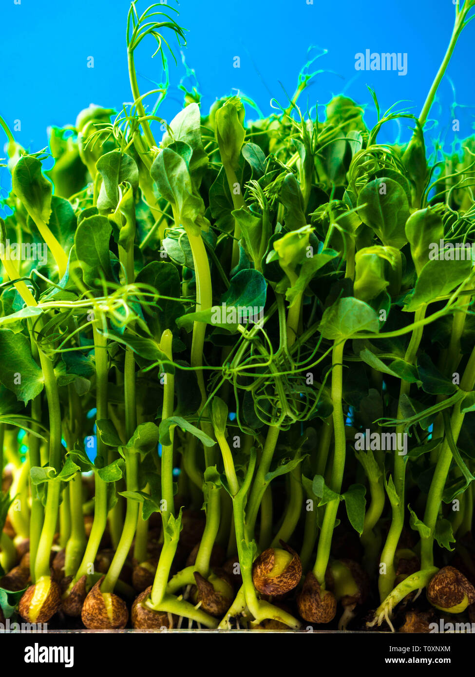sprouted pea with roots close up copy space Stock Photo