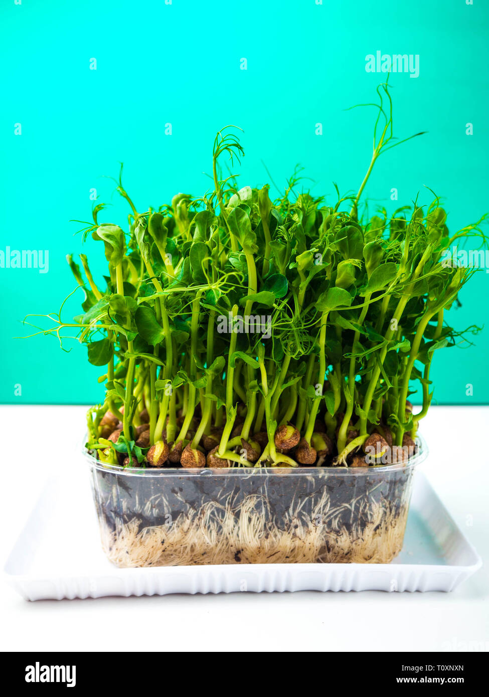 sprouted pea with roots close up copy space Stock Photo