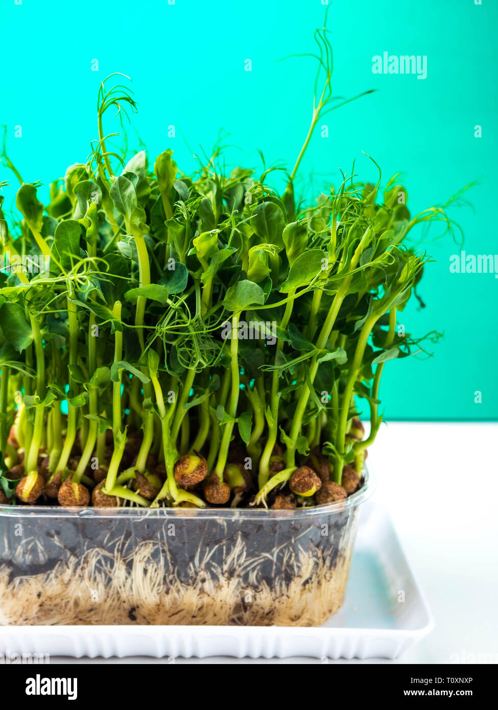 Pea Plant Roots High Resolution Stock Photography and Images Alamy