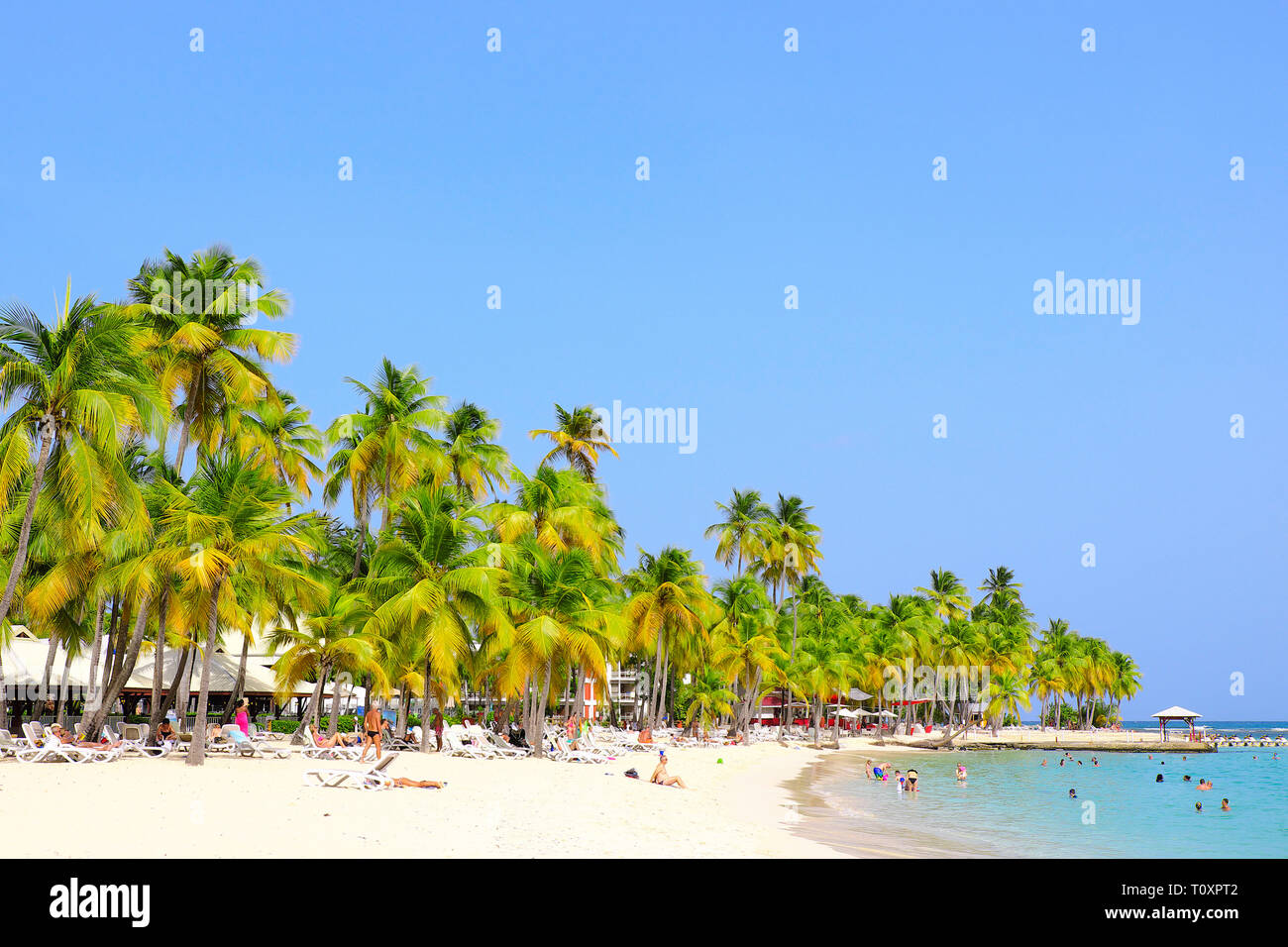 Guadeloupe: palm trees on the beach 'plage de La Caravelle', beach belonging to the Club Med vacation village Stock Photo