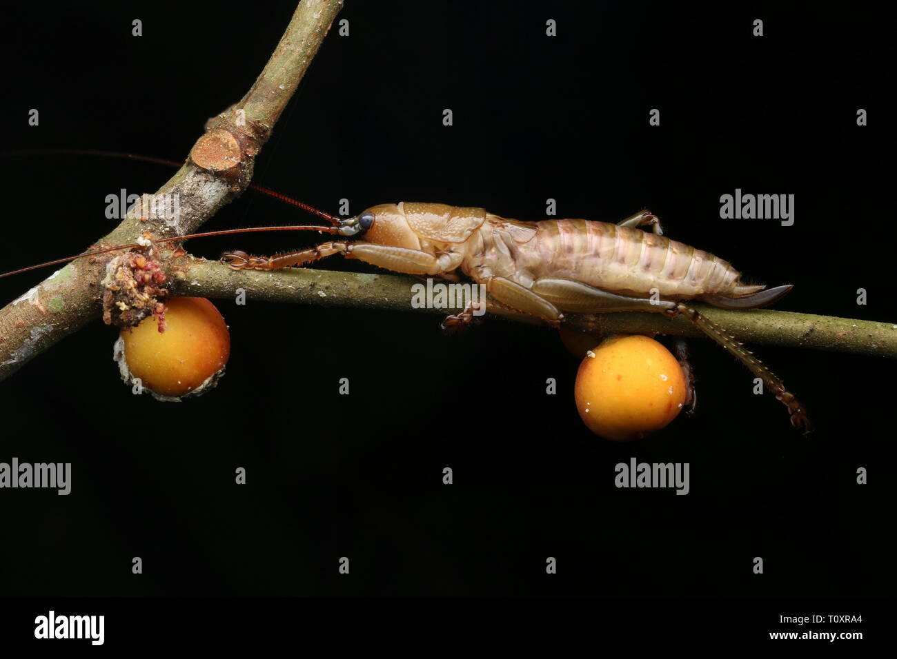 Brown katydid on orange figs Stock Photo