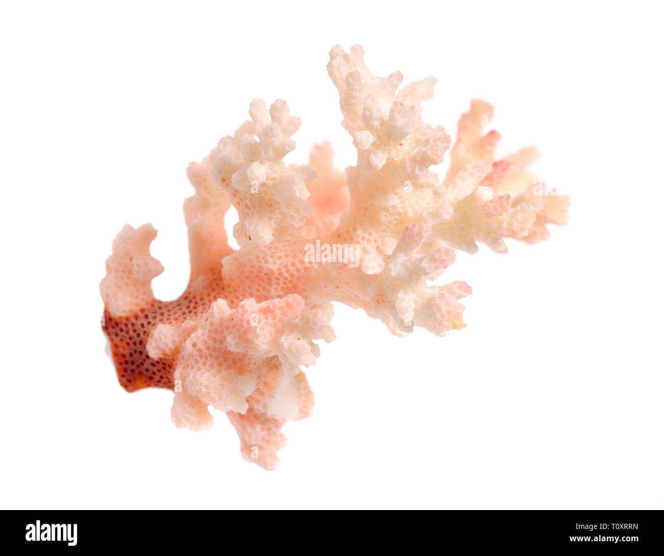 Piece of pink Coral isolated on white background. Stock Photo