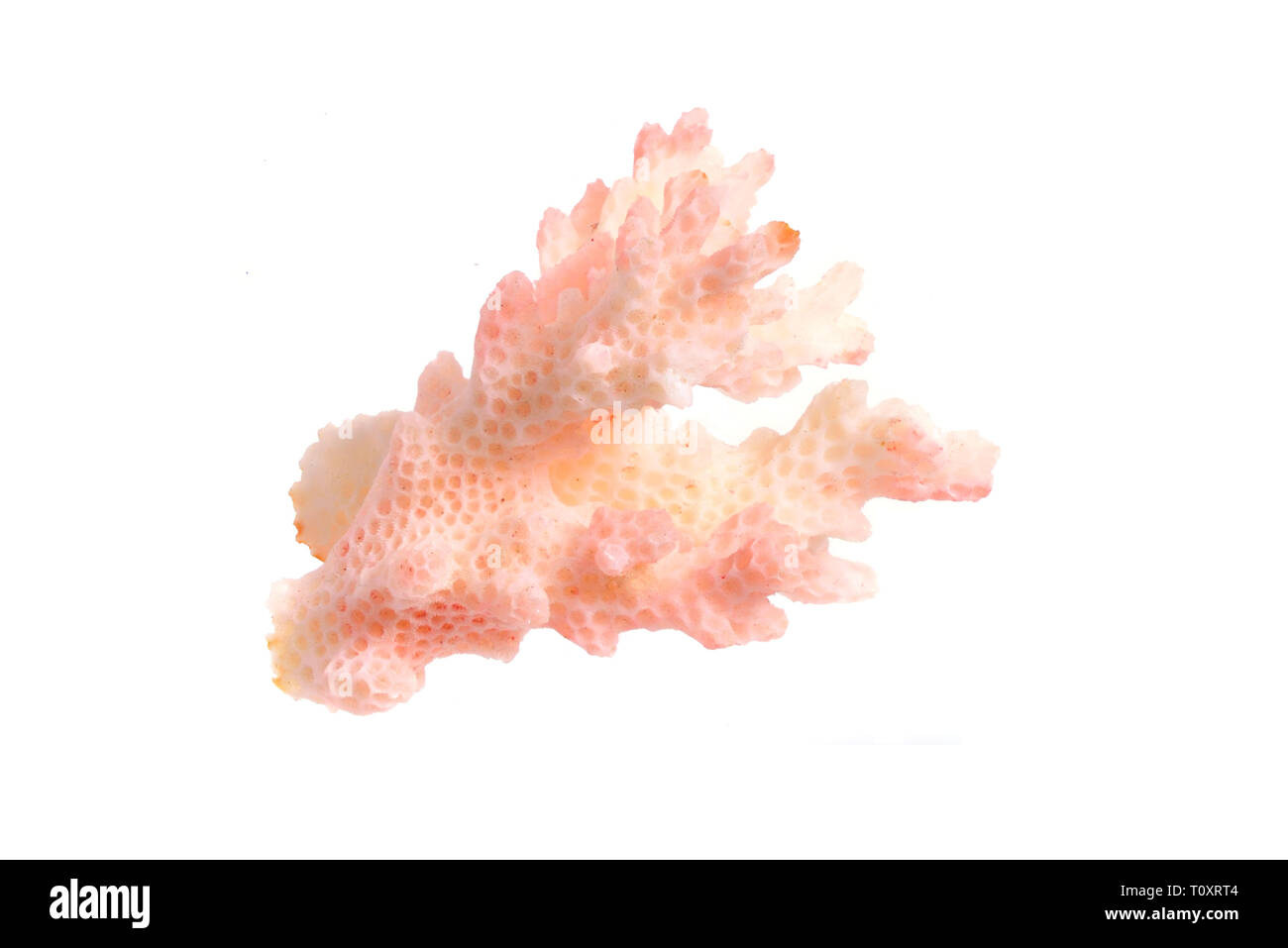 Piece of pink Coral isolated on white background. Full dept of field. Stock Photo