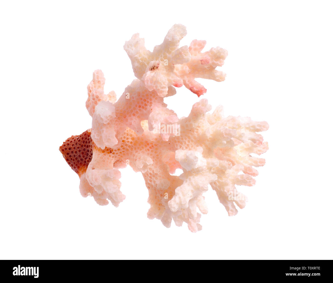 Piece of pink Coral isolated on white background. Full dept of field. Stock Photo