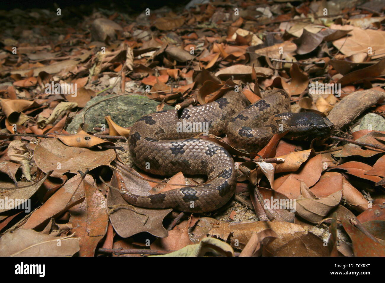 Mountain Pit Viper Stock Photo