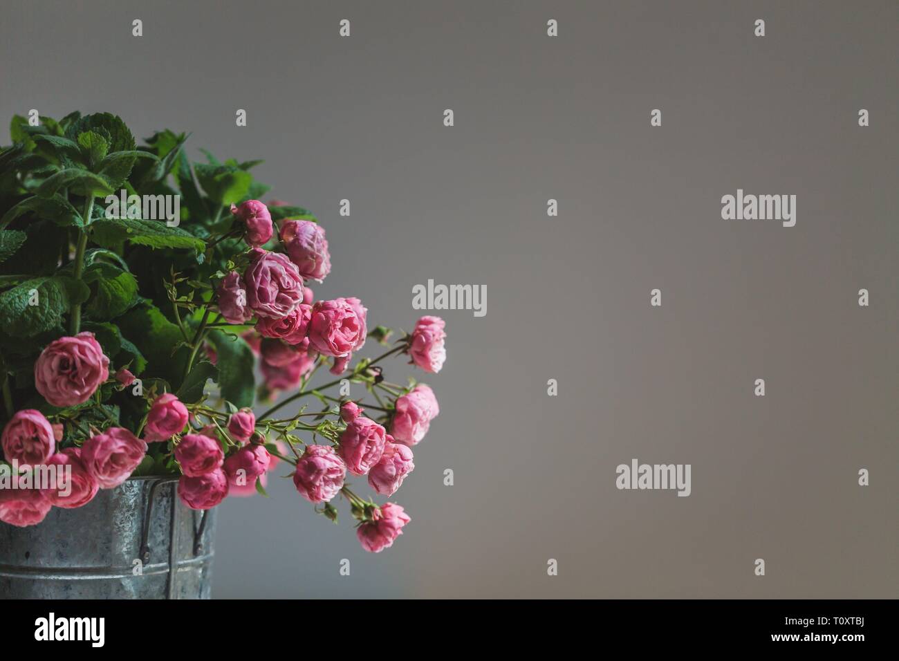 The fragrance of roses hi-res stock photography and images - Alamy