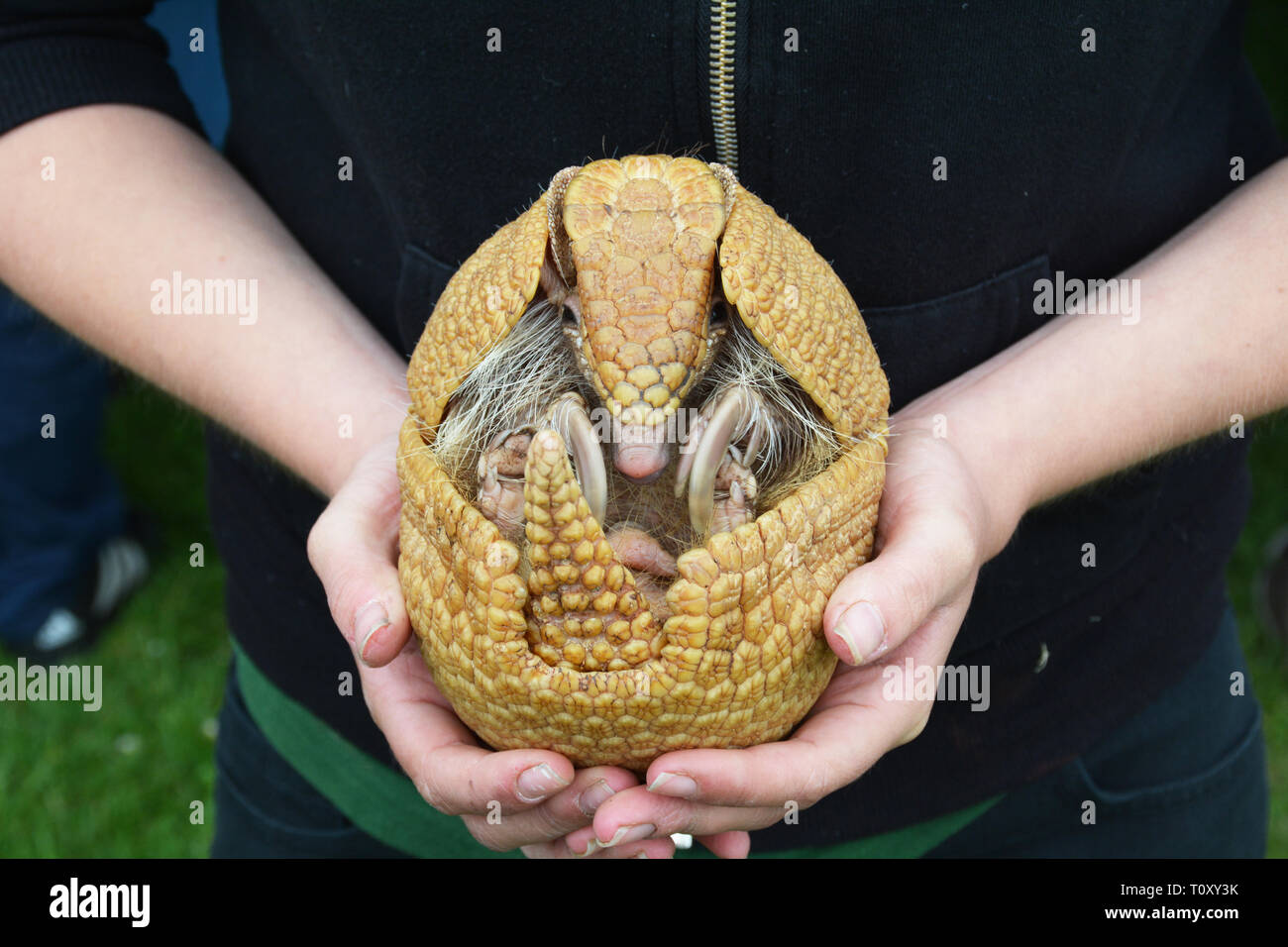 An Armadillo starting to unfold Stock Photo