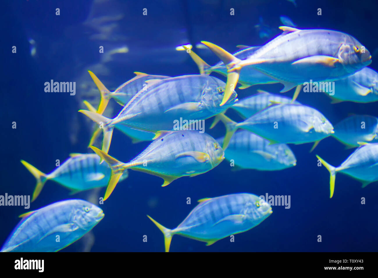 A flock of large tropical marine fish.Underwater world Stock Photo - Alamy
