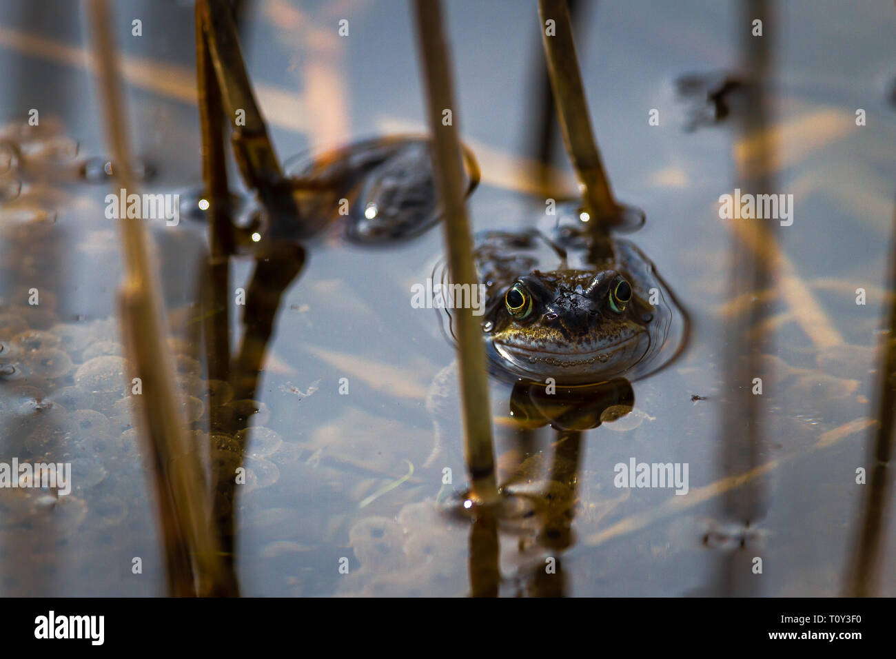 Spring Frog and Frogspawn Stock Photo