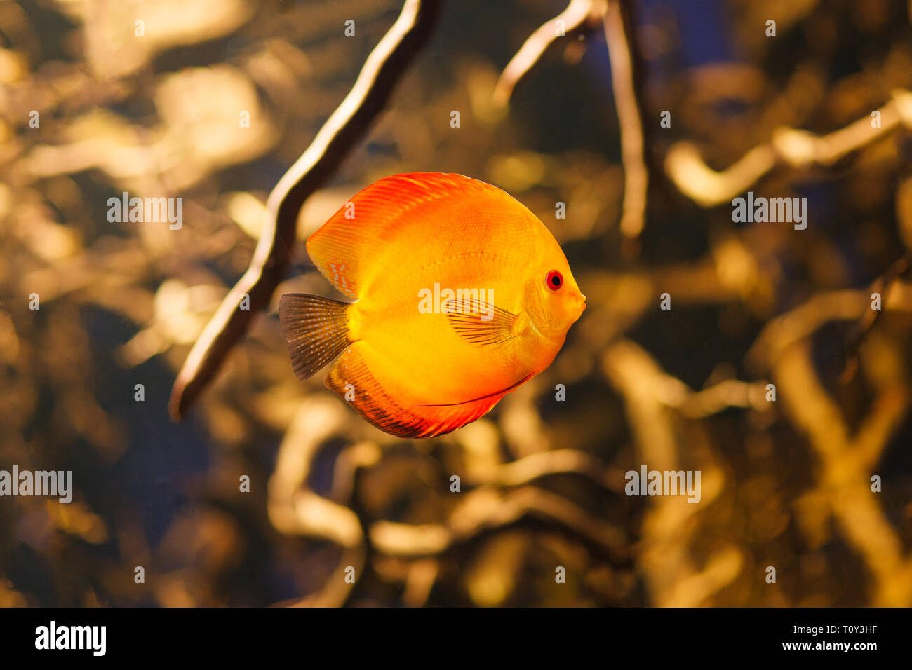 Discus fish Symphysodon swimming underwater in Amazonian river. Stock Photo