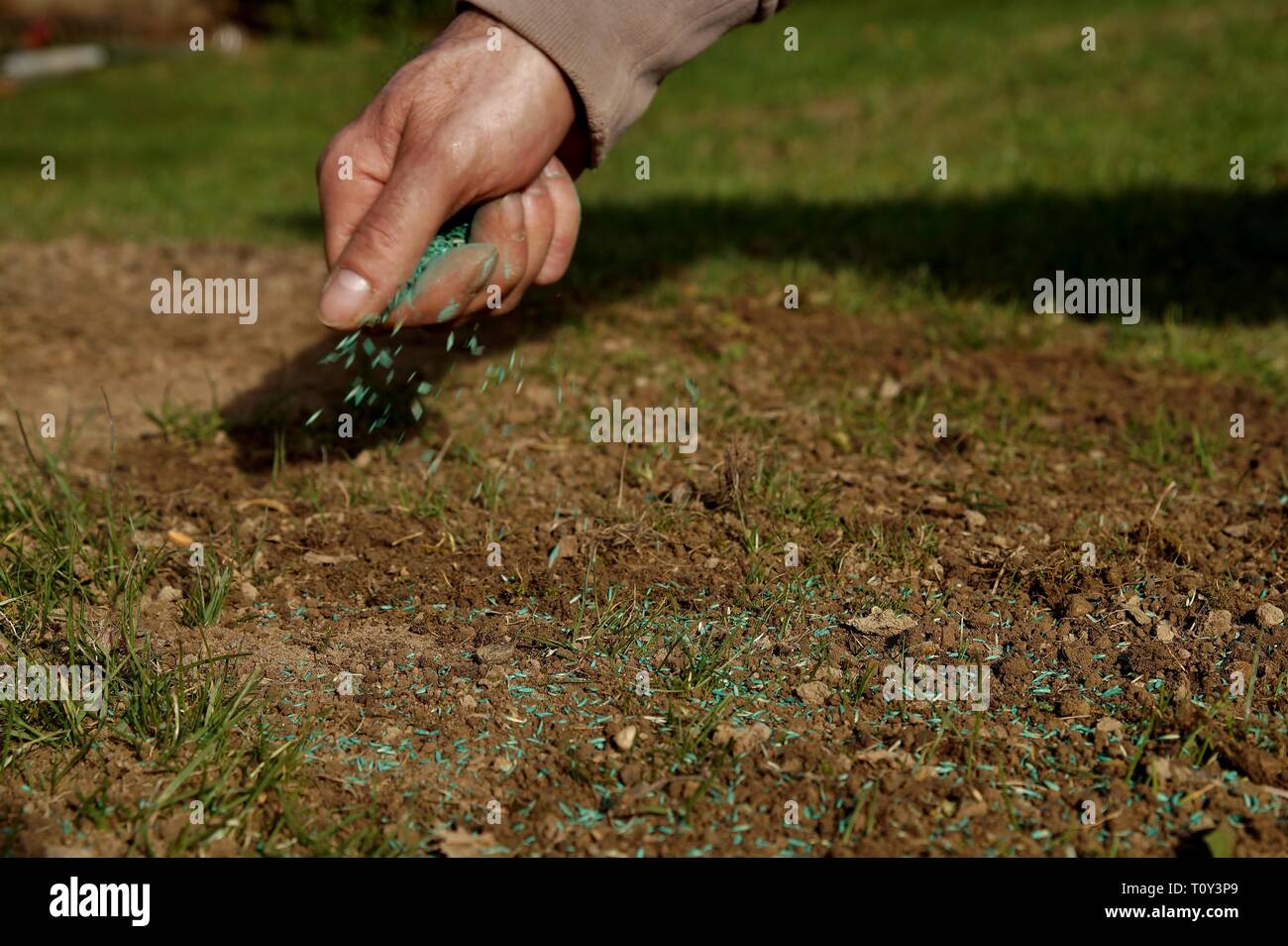 spreading grass seed in spring by hand for the perfect lawn Stock Photo