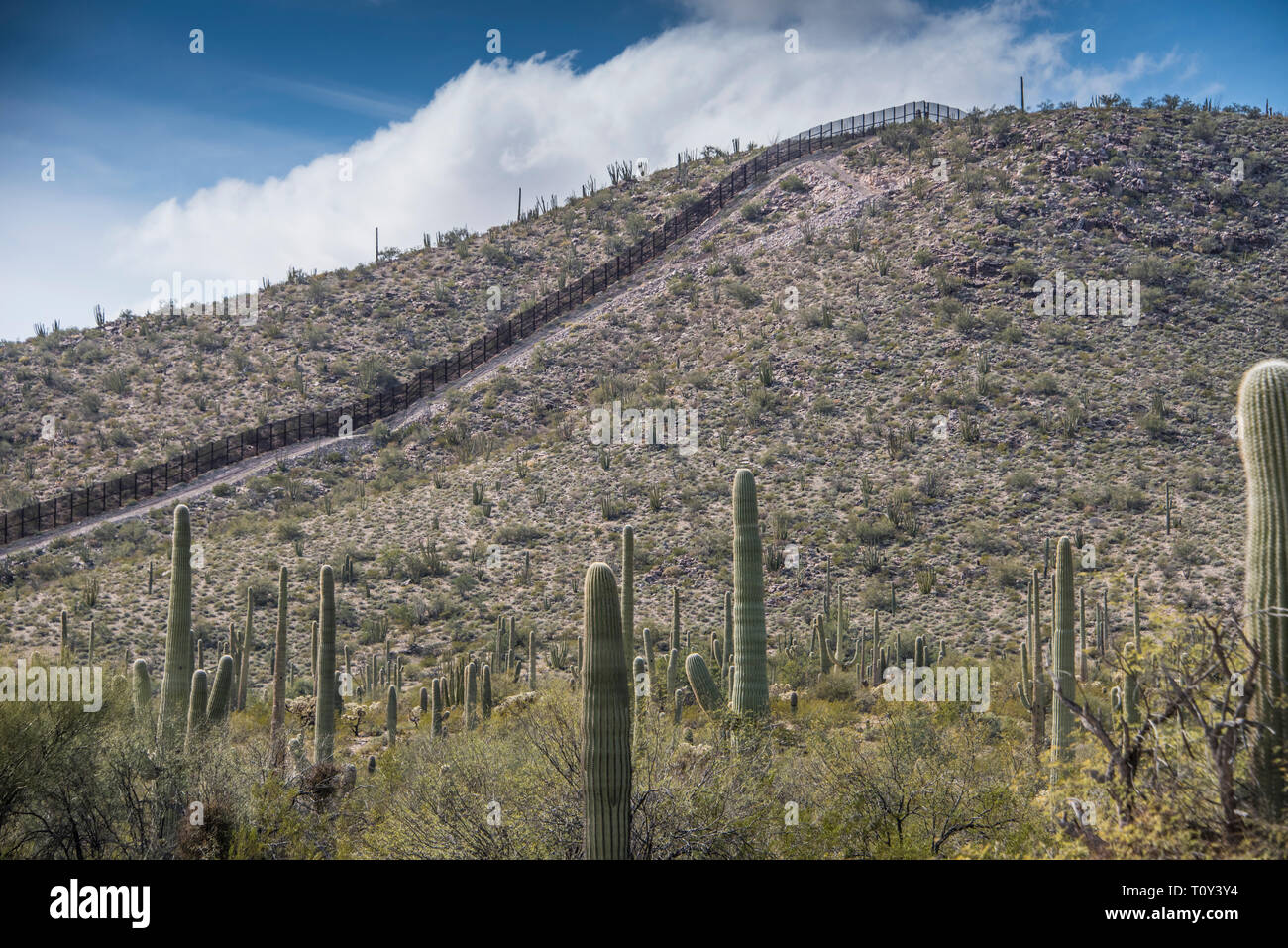 Border Wall between USA and Mexico climbs up a hill between Lukeville, Arizona, USA and Sonoyta, Sonora, Mexico. Saguaro cactus in foreground. Stock Photo