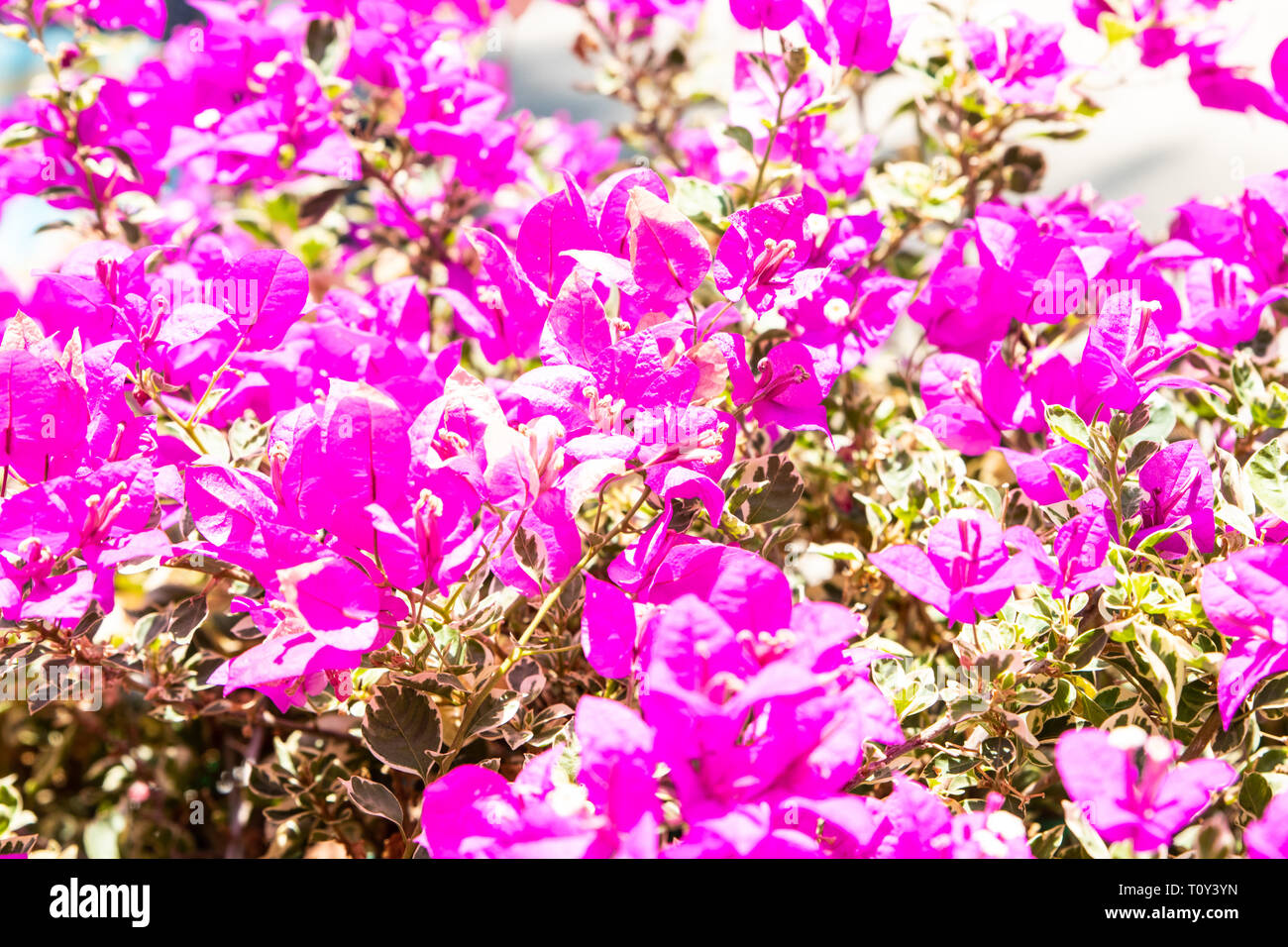 Tiny pink bush flowers in bloom. Closeup of tiny pink flowers in bloom. Stock Photo