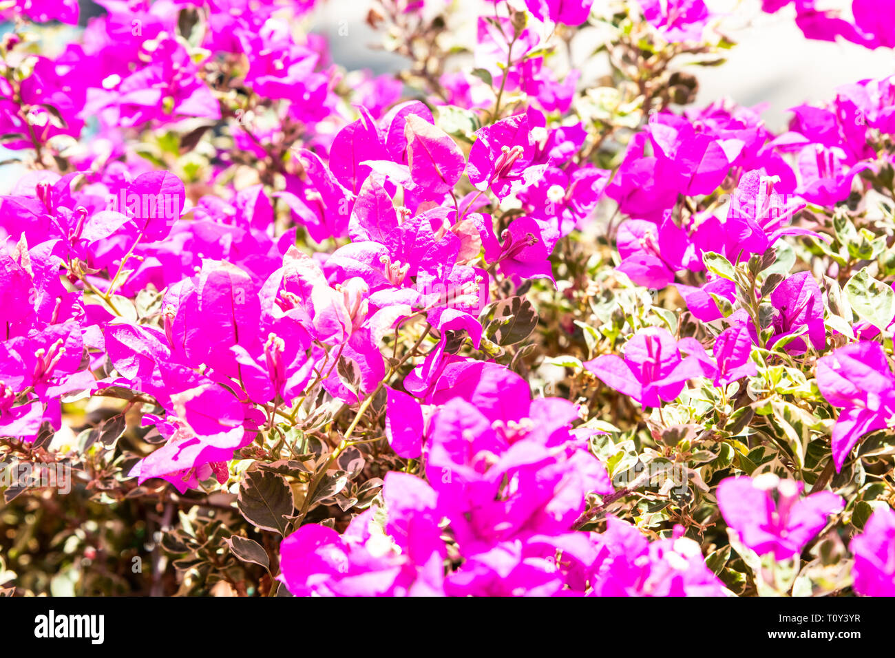 Tiny pink bush flowers in bloom. Closeup of tiny pink flowers in bloom. Stock Photo