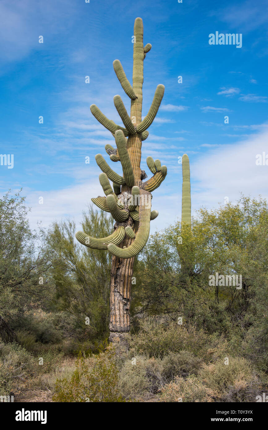 Saguaro cactus, Carnegiea gigantea, in the Sonoran Desert at Organ Pipe Cactus National Monument, Lukeville, Ajo, Arizona, USA Stock Photo