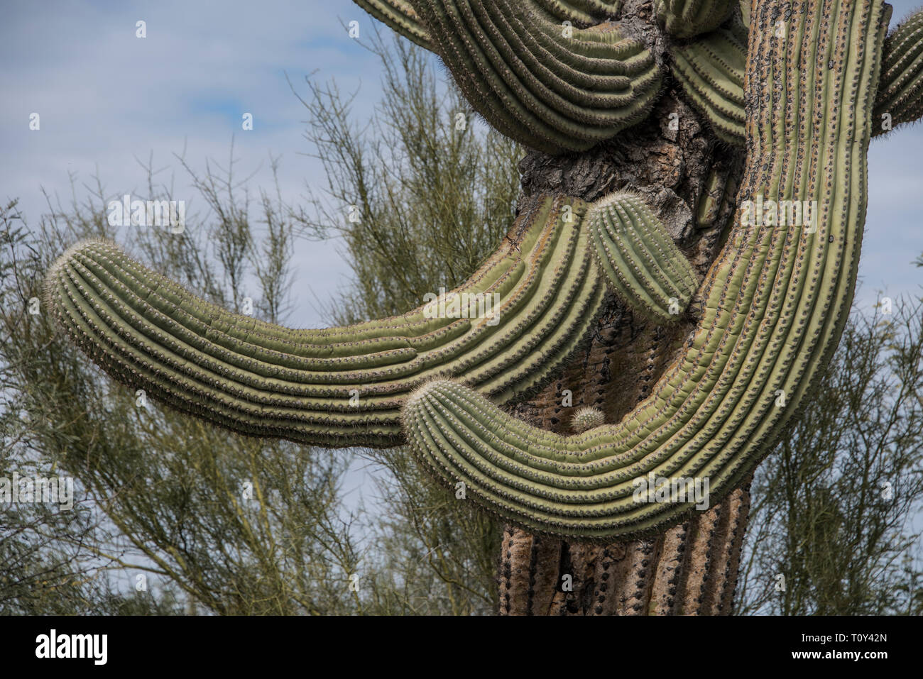 Saguaro cactus, Carnegiea gigantea, in the Sonoran Desert at Organ Pipe Cactus National Monument, Lukeville, Ajo, Arizona, USA Stock Photo