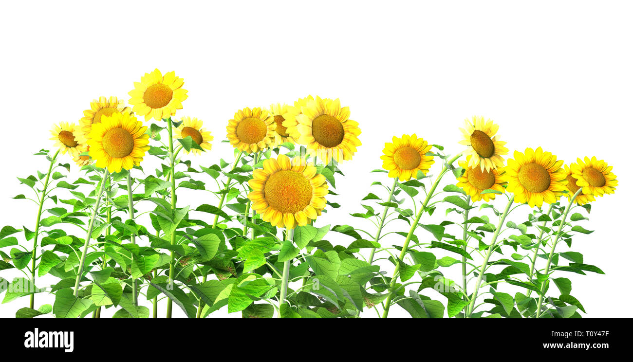 sunflowers isolated on white Stock Photo