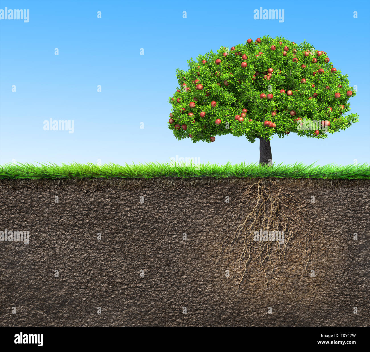 Apple tree roots hi-res stock photography and images - Alamy