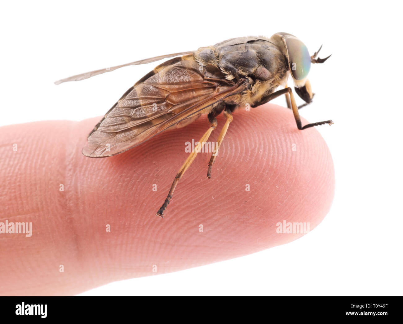Insect gad horse fly hires stock photography and images Alamy