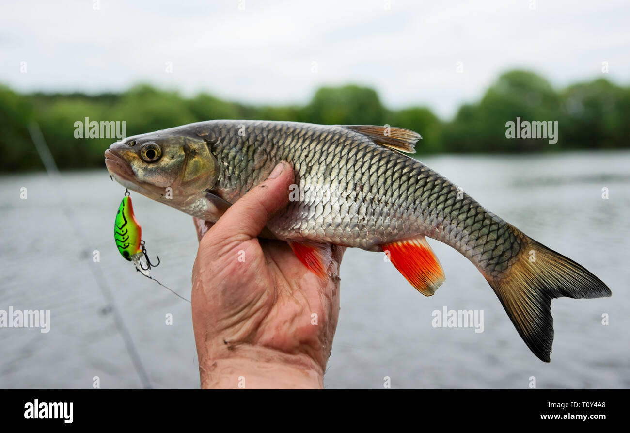 Pair Plastic Contains Filled Large Fishing Stock Photo 2211204391