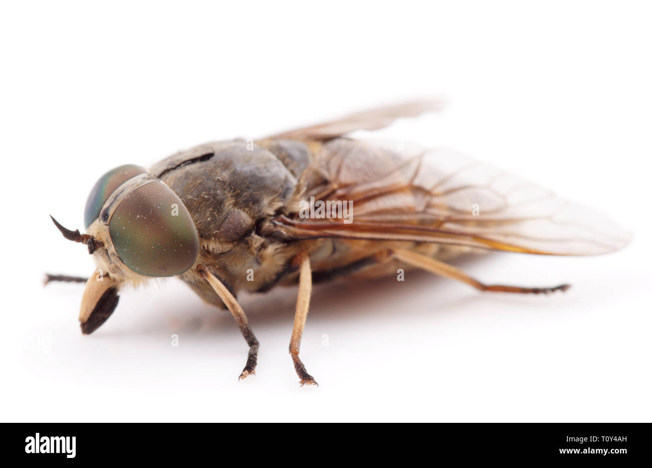 Live horsefly isolated on white background with shadow, macro shot