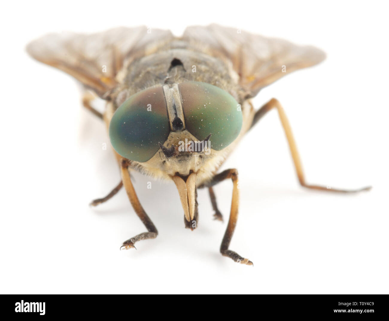 Live horsefly isolated on white background with shadow, macro shot
