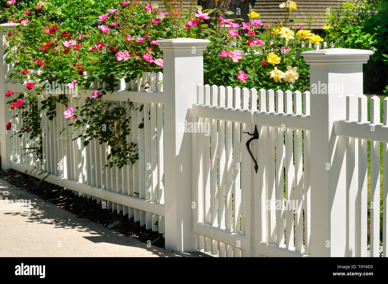 White gate, fence and climbing roses. Home entrance, curb appeal Stock Photo