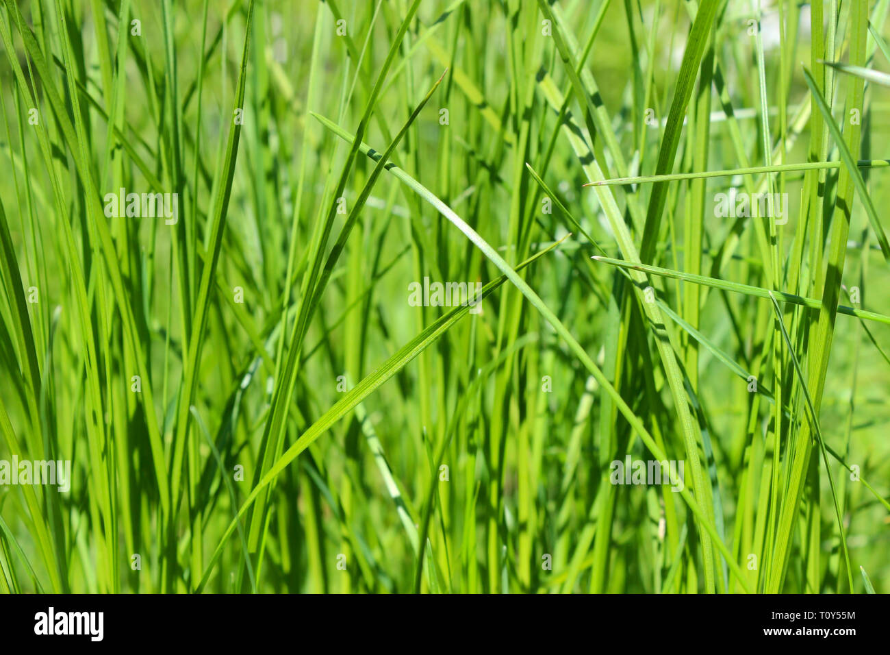 Green grass close up roughly as a background Stock Photo - Alamy
