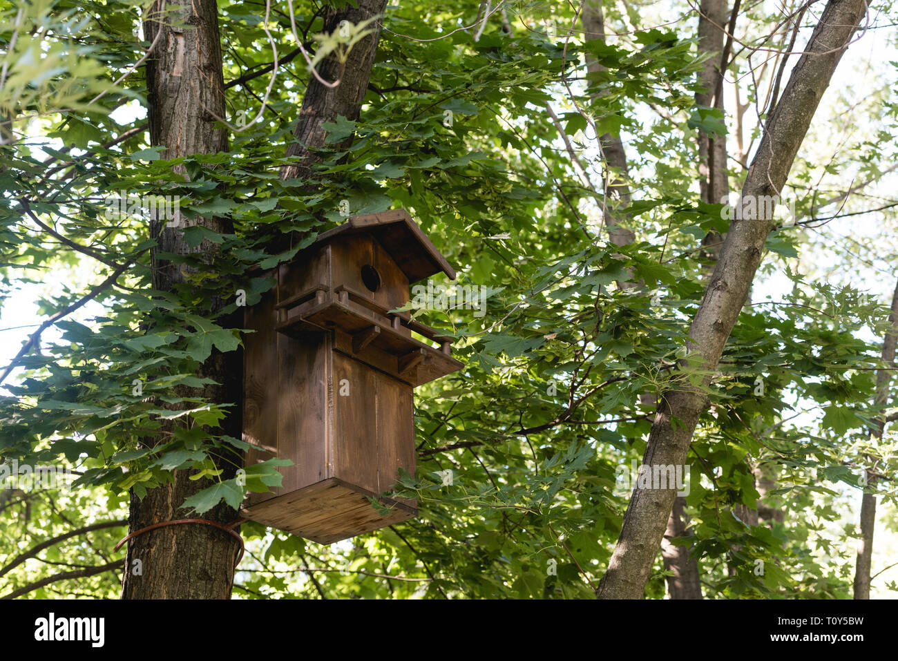 Wooden Bird Feeder On Tree In Green Peaceful Park Stock Photo