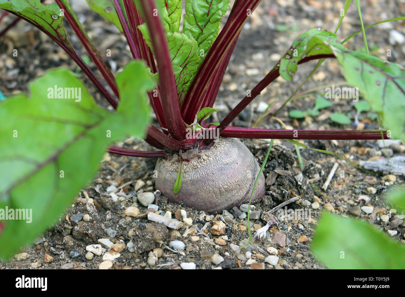 Beetroot, Beta vulgaris, growing in soil and ready to pick with some blurred leaves and a